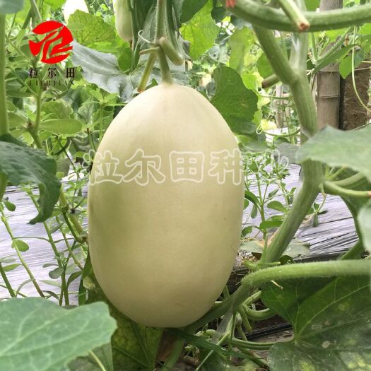 大果甜度18白皮红肉脆梨甜瓜种子粒尓田白富美种籽春秋大棚用种