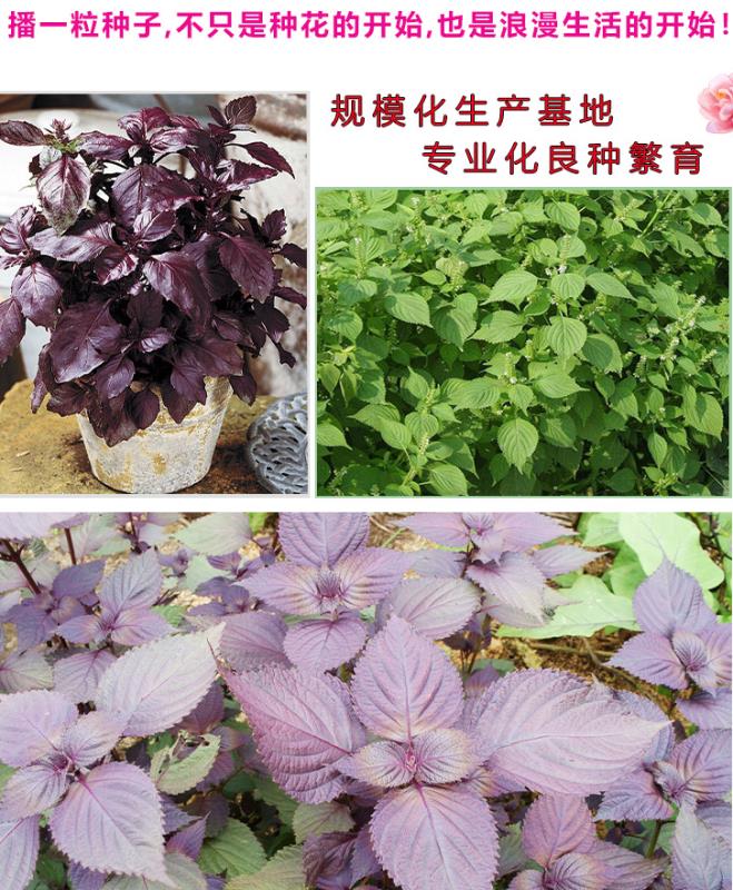 紫苏种子紫叶紫苏绿叶苏子种籽庭院盆栽阳台菜园观叶