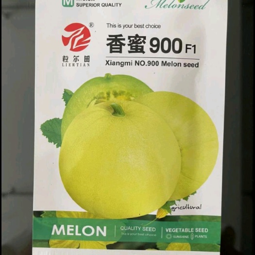 青县香蜜900甜瓜种子 香甜可口 爽脆白绿肉圆香瓜种子 薄皮甜瓜