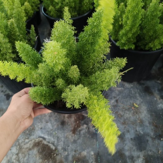 嘉善县2加仑狐尾天门冬基地大量有货
