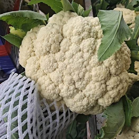 通许县菜花大量有现货，价格不高，欢迎新老客户来电咨询