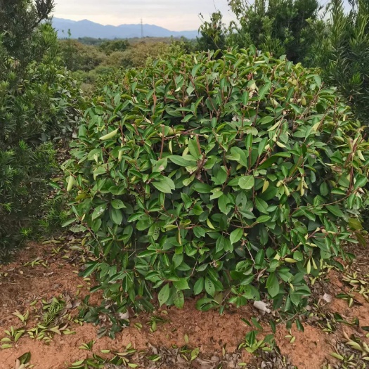 奉新县供应自家苗圃红叶石楠球，冠幅100以上