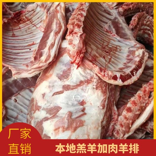 河间市羊排 本地育肥羊光排、肉排