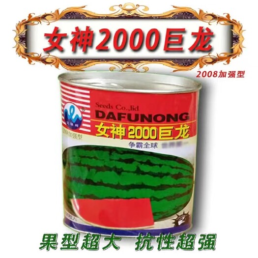 樟树市高产大果西瓜种子女神2000巨龙30斤以上大红瓤抗病性强春季