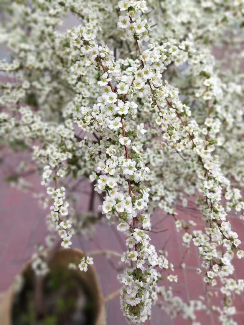 开原市珍珠绣线菊，喷雪花