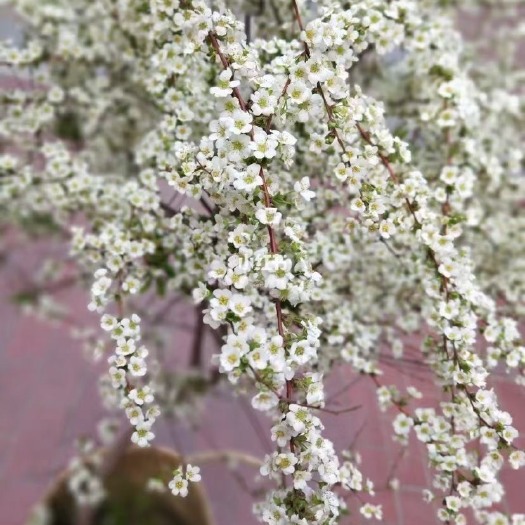 开原市珍珠绣线菊，喷雪花