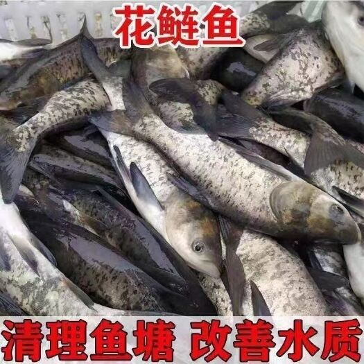 广州特大鱼苗大头  花鲢鱼苗  胖头鱼苗  黑鲢鱼苗  淡水养殖