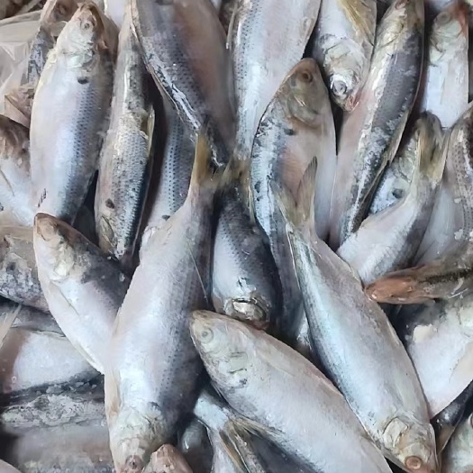 锦州海鲫鱼