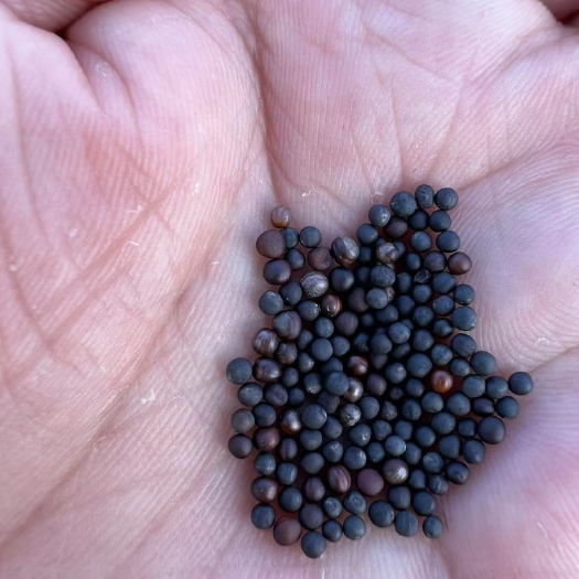 康保县现有菜籽70吨，产于河北省张家口市康保县坝上地区，质量优秀