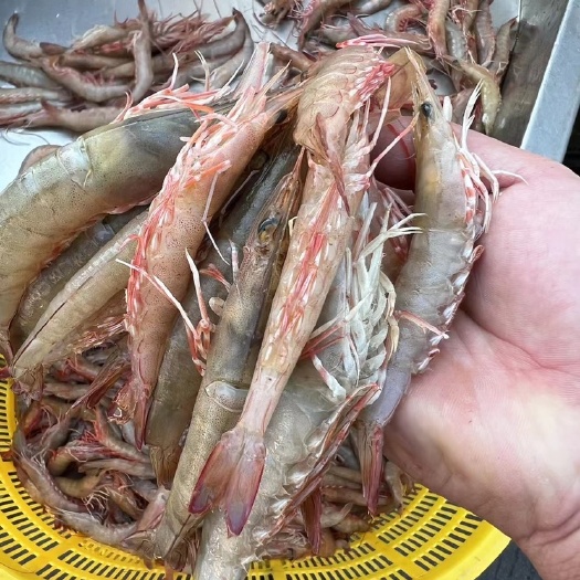 饶平县沙泸虾