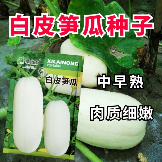西安白皮笋瓜种子西葫芦种子农家庭院阳台种植蔬菜种子