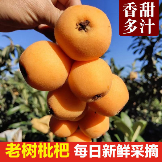 彭州市枇杷新鲜鲜果枇杷叶膏甜多汁果园现摘现发一件代发枇杷