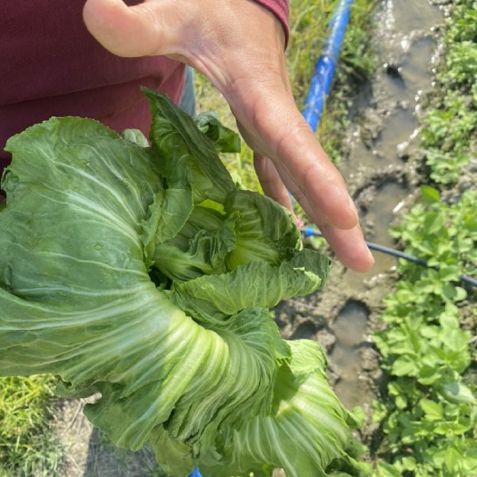 玉林新鲜芥菜