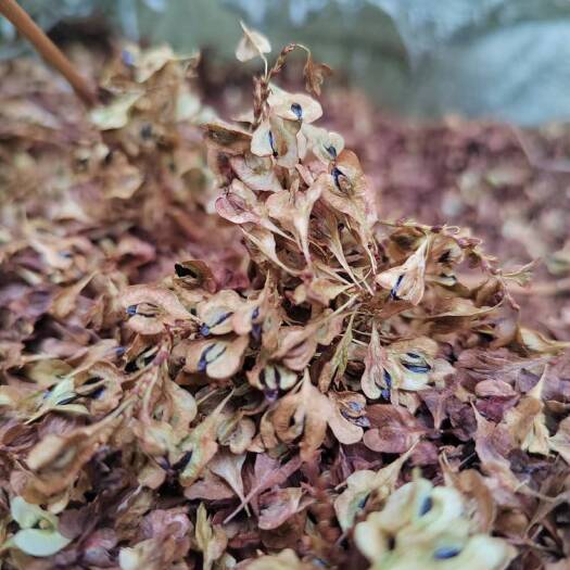 利川市虎杖种子