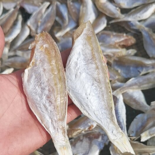 北海红杉鱼 红杉鱼干 鱼干