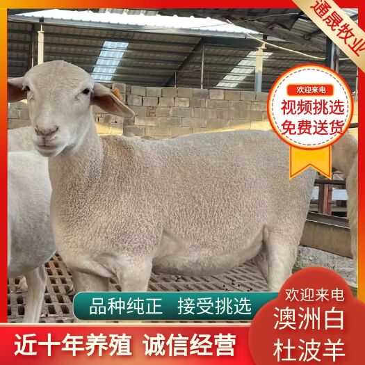济南澳洲白绵羊长年出售  价格便宜 质量优良品种齐全欢迎朋友挑选