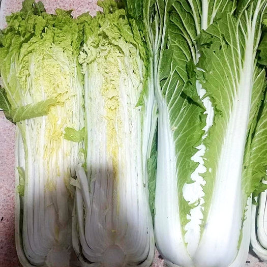 开鲁县高帮白菜