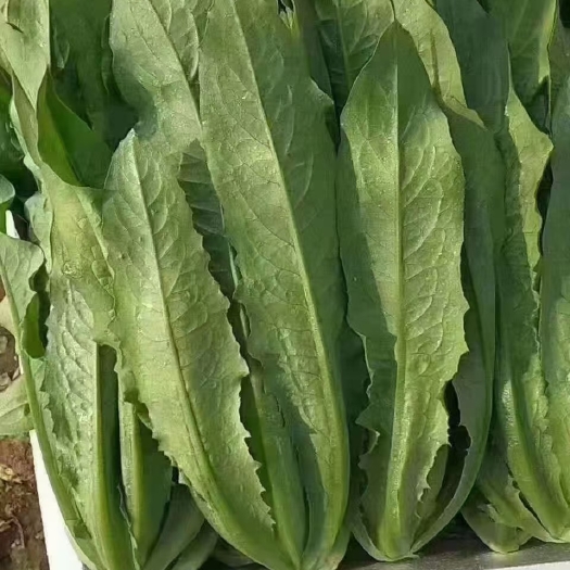 邯郸油麦菜