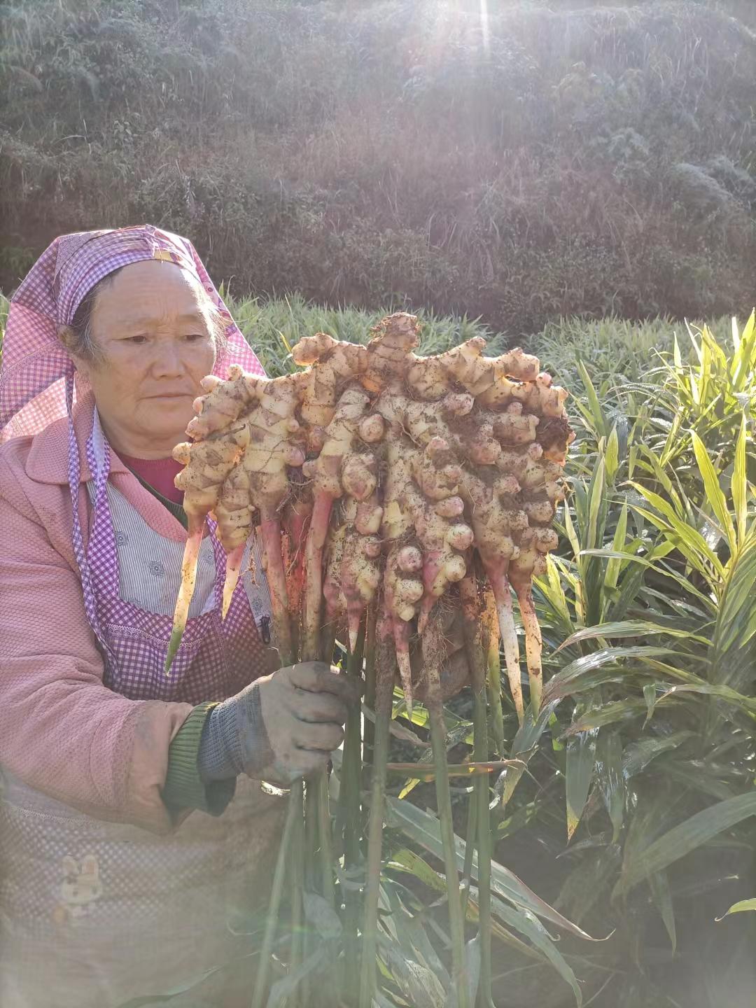 高山种植二黄姜。