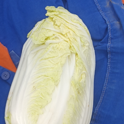 海原县大娃娃菜