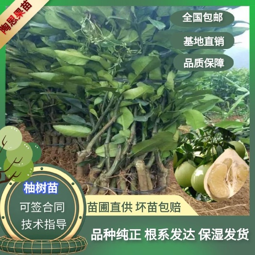 苍溪县琯溪蜜柚树苗红心柚树苗沙田柚树苗嫁接柚子树苗全国包邮基地直发