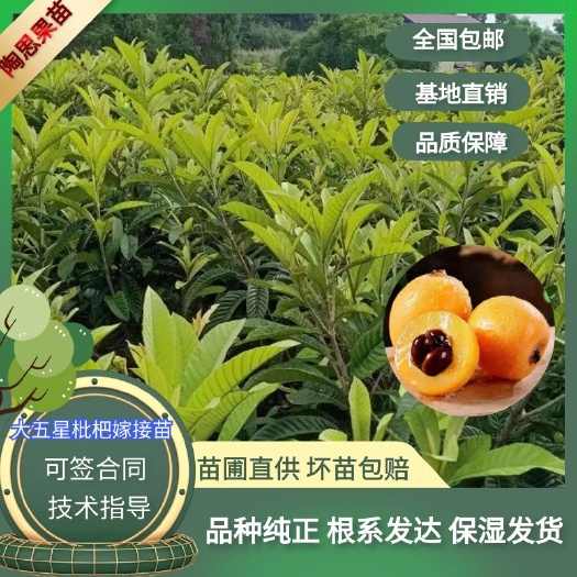 苍溪县枇杷树苗 大五星枇杷嫁接苗 嫁接枇杷苗 基地现挖直发