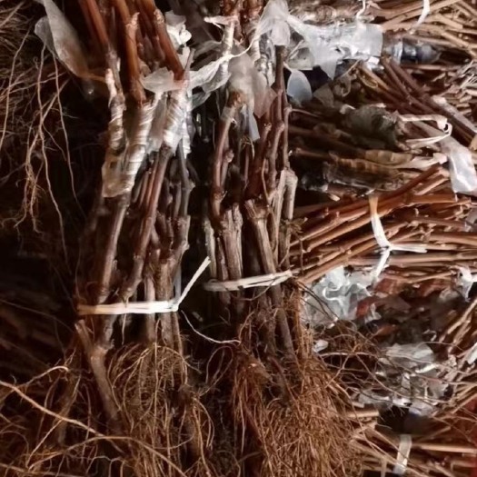 营口阳光玫瑰葡萄苗