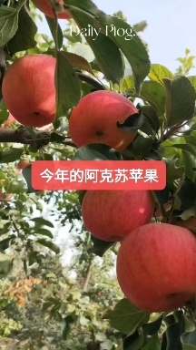 新疆阿克苏冰糖心红富士苹果