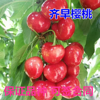 平邑县齐早樱桃苗 根系发达 保湿发货 包品种 可视频看货 可签合同