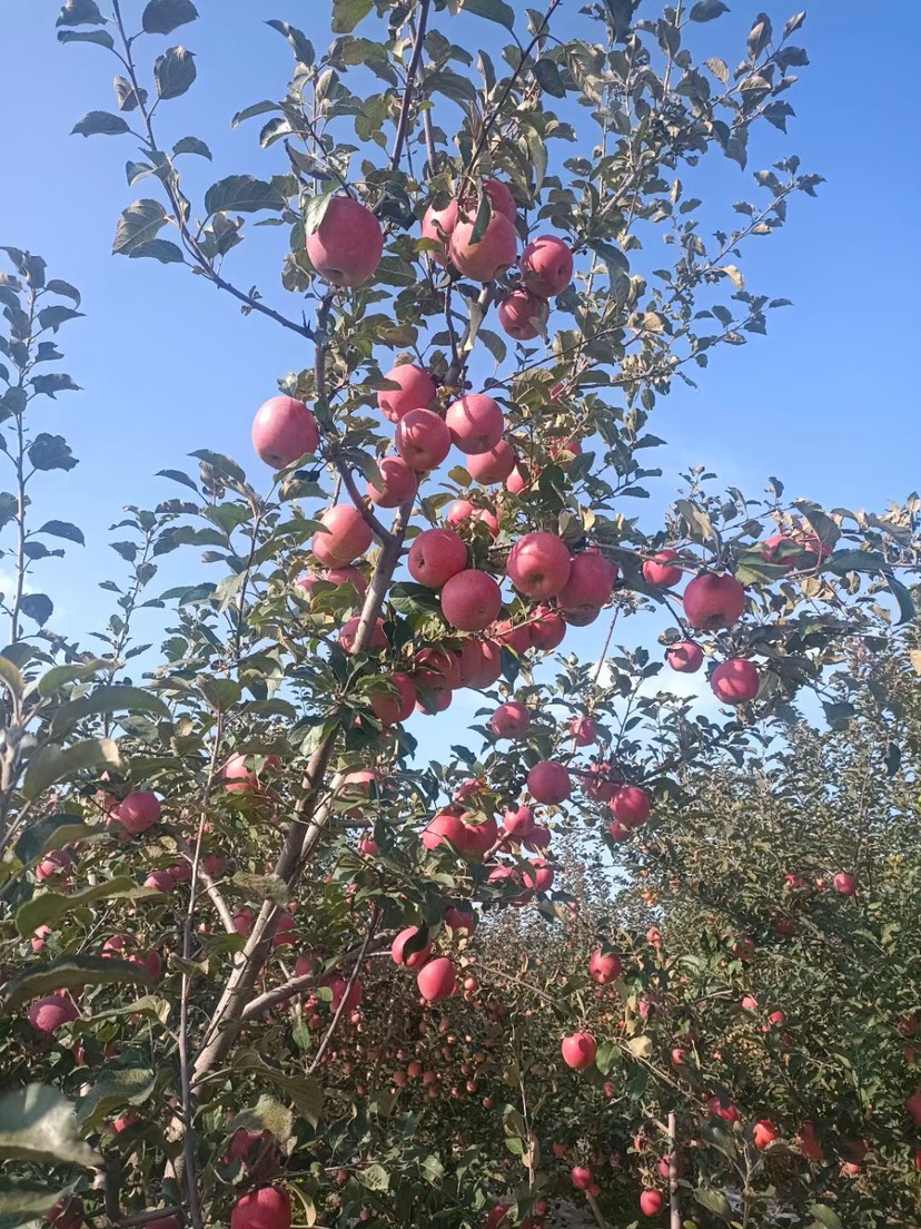 苹果树