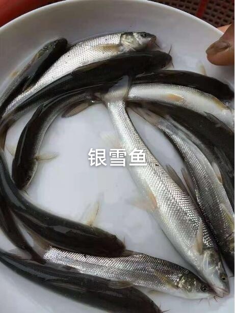重庆市银鳕鱼，全国免运费