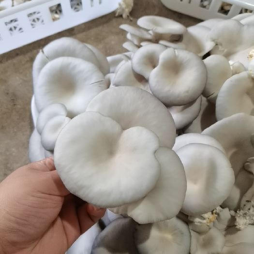 海口10月28日海口市云龙镇食用菌基地工厂化平菇出厂价5每斤