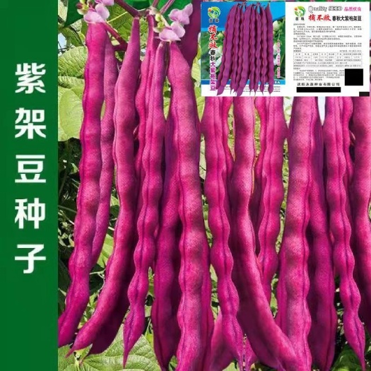 长沙高产早熟挂满架紫红四季豆种子菜春秋紫架豆种籽盆栽大田蔬菜种孑