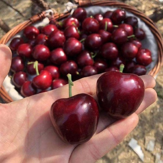 平邑县美早大樱桃苗 保湿发货 根系发达 可签合同 可视频看货