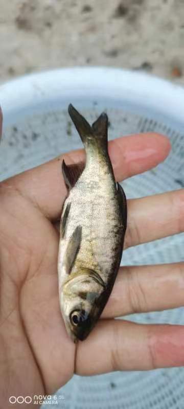 重庆市花鲢鱼苗，全国包运输。