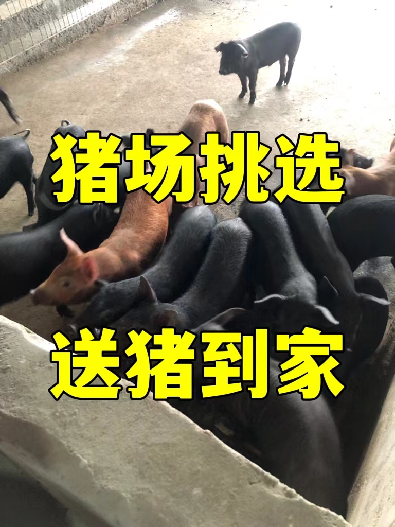 沂水县【推荐】精品育肥黑猪仔 出售三元仔猪 黑猪苗养殖场 送猪到家