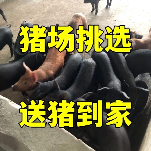 【推荐】育肥黑猪仔 大量出售三元仔猪 黑猪苗养殖场 送猪到家