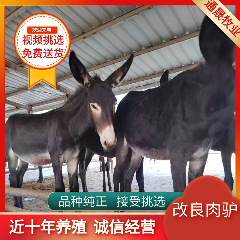 梁山县常年出售改良肉驴苗 价格便宜 质量好免费送货  欢迎朋友挑选