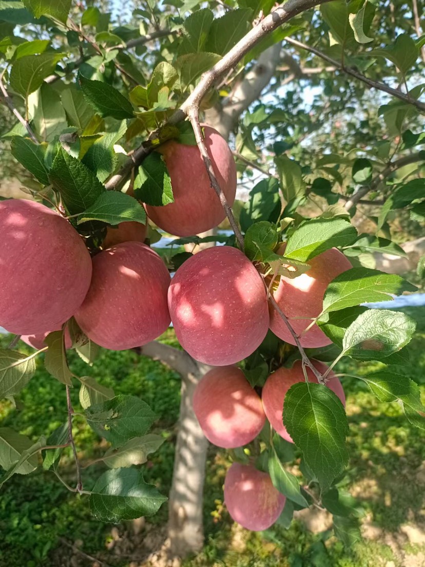 苹果树