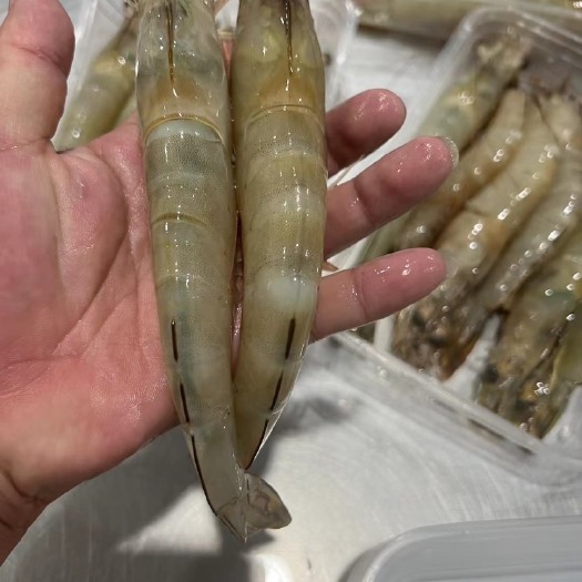 饶平县大白刺（6-7/斤）规格