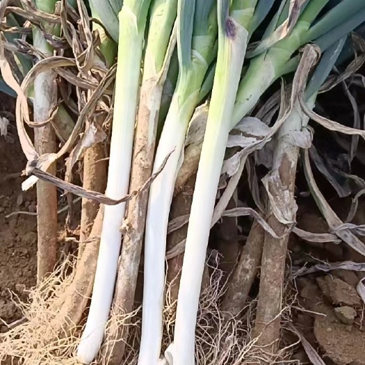 大连日本钢葱，本地种植，现拔现卖