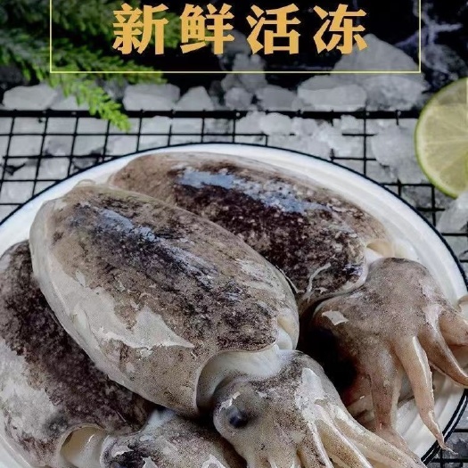 新鲜大墨鱼海捕墨鱼仔超大号冷冻水产海鲜大乌贼目鱼墨斗鱼