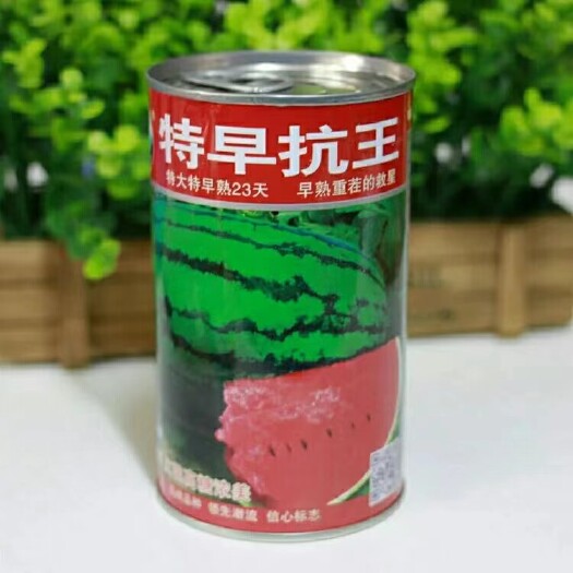 樟树市特早抗王高产抗病西瓜种子特大特早熟23天重茬原装100克可种