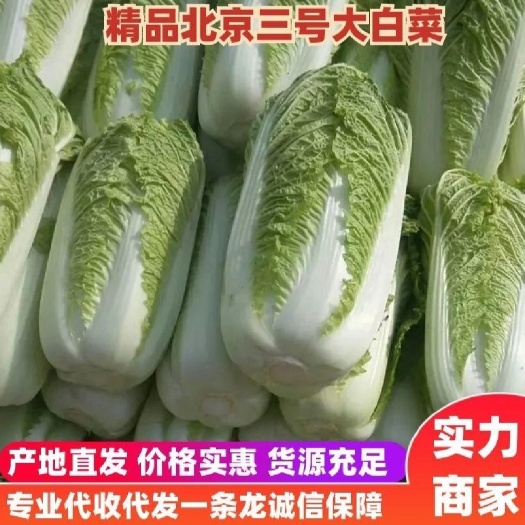 肥城市北京新3号  北京三号纯净菜大量供应中
