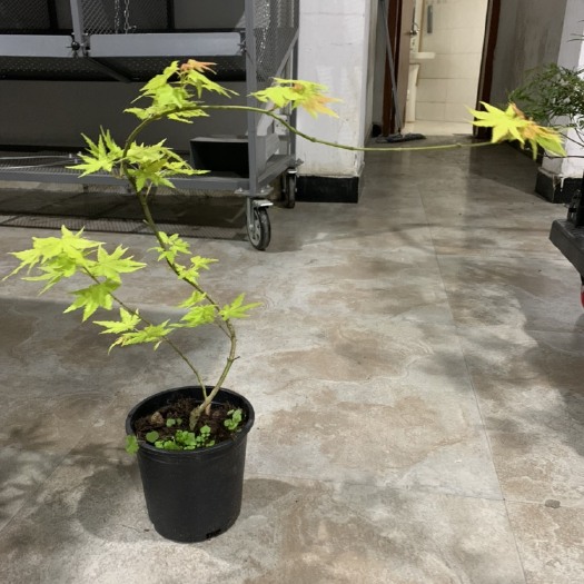 新昌县黄金流泉，黄金流泉杯苗，黄金流泉小苗。黄金流泉