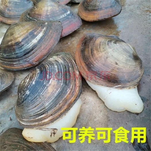 蚌 河鲜 水产品