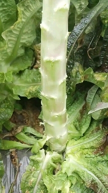 大理市红叶香莴笋，精品，毛叶，光头强，大量供应中，有需求老板可联系