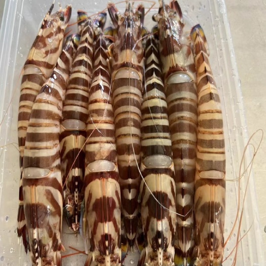 饶平县大花虾8-9规格