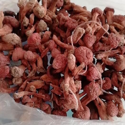 北票市2024鉚釘菇，尖貨中的尖貨，有貨，黑頭賣完，需要的聯(lián)系我吧