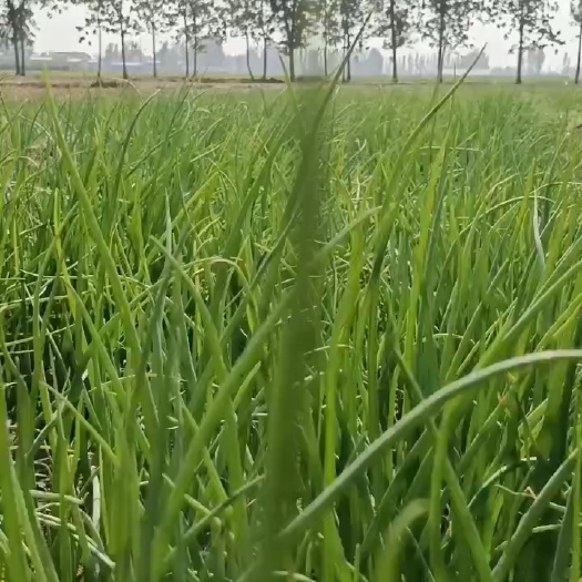 尉氏县农业科技公司直辖百亩洋葱苗基地，白露后播种，有现货，可以预订